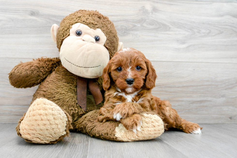 Cavapoo Puppy for Adoption