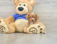 9 week old Cavapoo Puppy For Sale - Florida Fur Babies