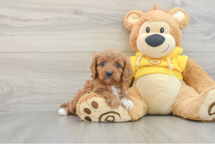 Energetic Cavoodle Poodle Mix Puppy