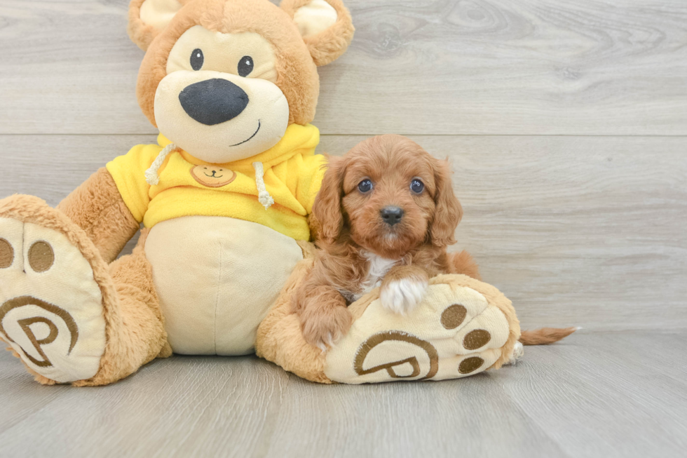 Popular Cavapoo Poodle Mix Pup