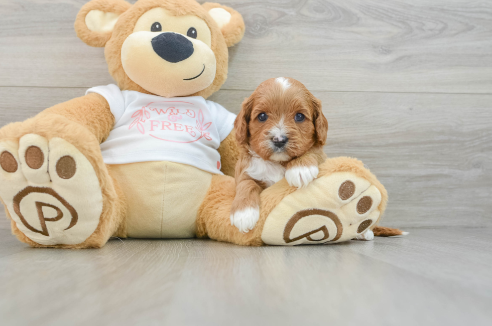 5 week old Cavapoo Puppy For Sale - Florida Fur Babies