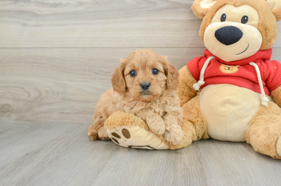 7 week old Cavapoo Puppy For Sale - Florida Fur Babies