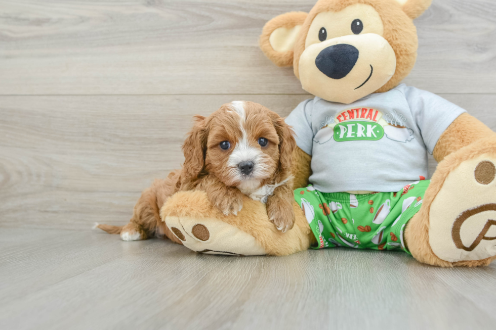 Smart Cavapoo Poodle Mix Pup