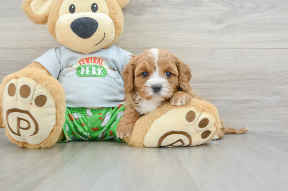 5 week old Cavapoo Puppy For Sale - Florida Fur Babies