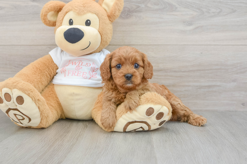 6 week old Cavapoo Puppy For Sale - Florida Fur Babies