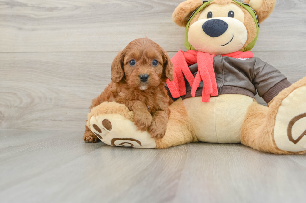 7 week old Cavapoo Puppy For Sale - Florida Fur Babies