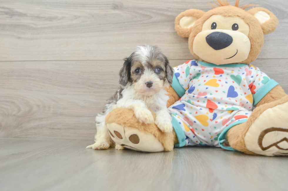 5 week old Cavapoo Puppy For Sale - Florida Fur Babies