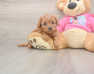 7 week old Cavapoo Puppy For Sale - Florida Fur Babies