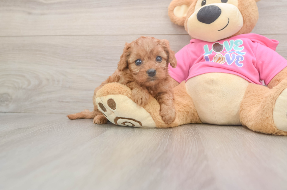 5 week old Cavapoo Puppy For Sale - Florida Fur Babies
