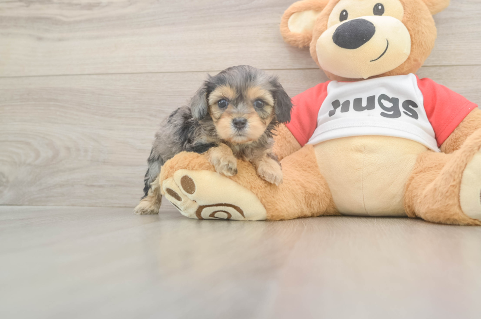 5 week old Cavapoo Puppy For Sale - Florida Fur Babies