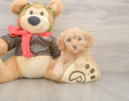 7 week old Cavapoo Puppy For Sale - Florida Fur Babies