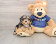 8 week old Cavapoo Puppy For Sale - Florida Fur Babies