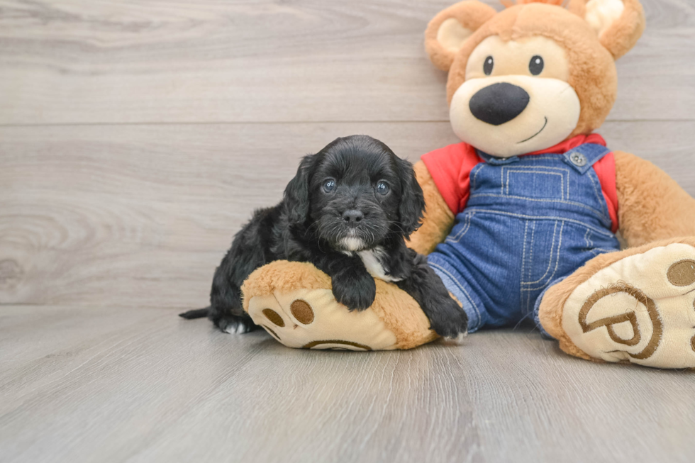 Cavapoo Pup Being Cute