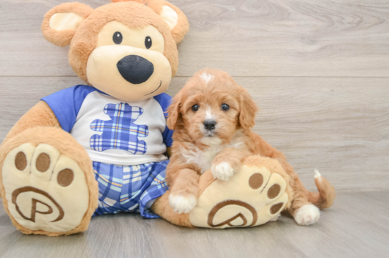 Cavapoo Puppy for Adoption