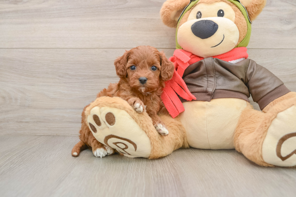 Little Cavipoo Poodle Mix Puppy