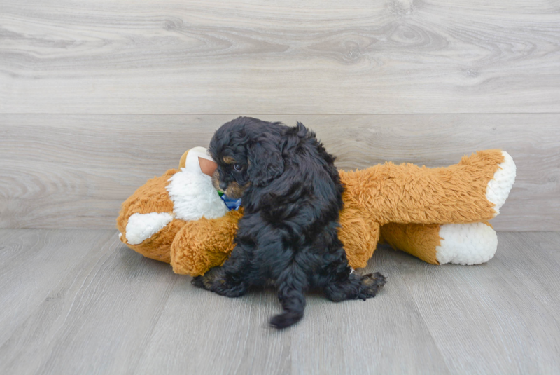 Meet Albany - our Cavapoo Puppy Photo 3/3 - Florida Fur Babies
