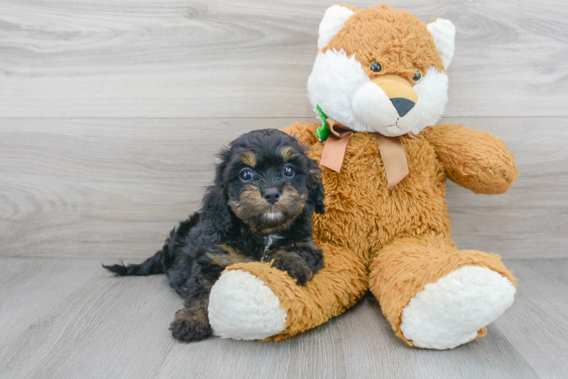 Meet Albany - our Cavapoo Puppy Photo 2/3 - Florida Fur Babies