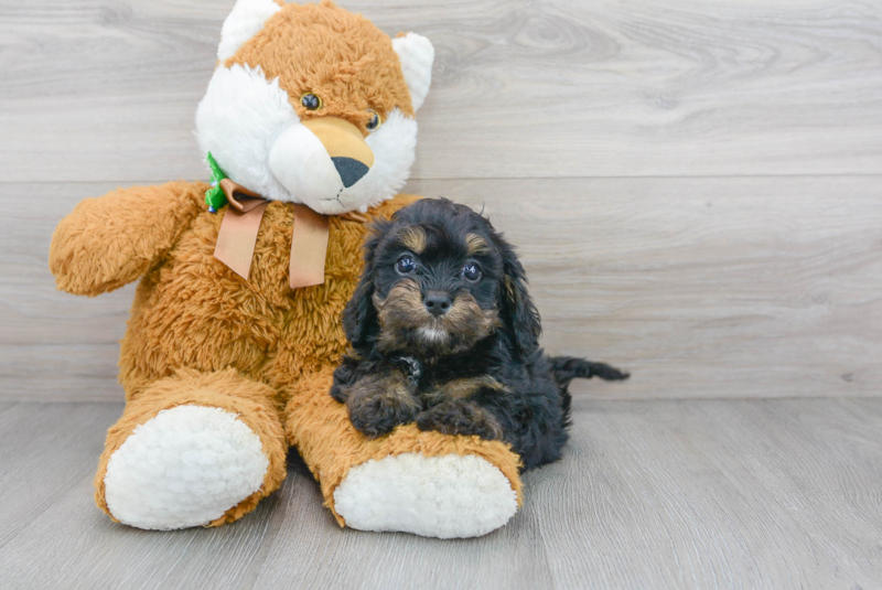 Meet Albany - our Cavapoo Puppy Photo 1/3 - Florida Fur Babies