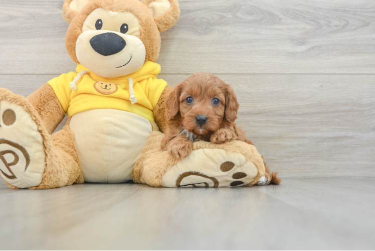 Adorable Cavalier King Charles Spaniel and Poodle Mix Poodle Mix Puppy