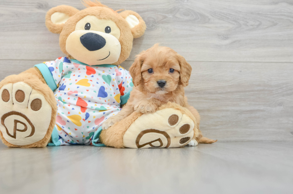 5 week old Cavapoo Puppy For Sale - Florida Fur Babies