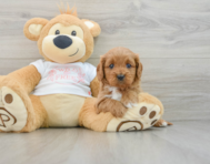 8 week old Cavapoo Puppy For Sale - Florida Fur Babies