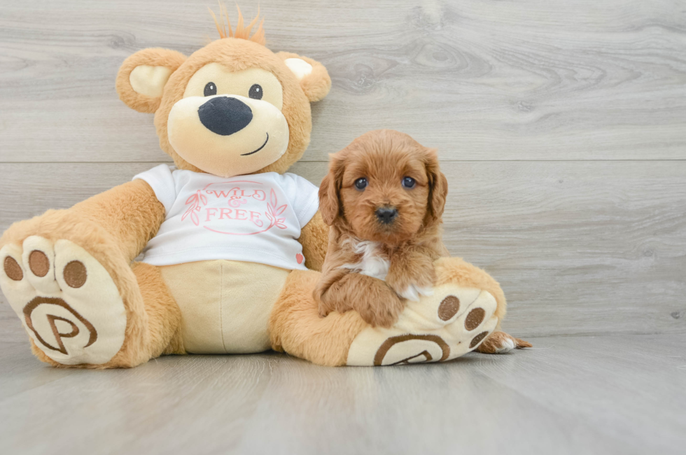 5 week old Cavapoo Puppy For Sale - Florida Fur Babies