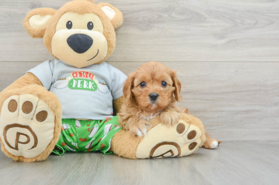 Smart Cavapoo Poodle Mix Pup