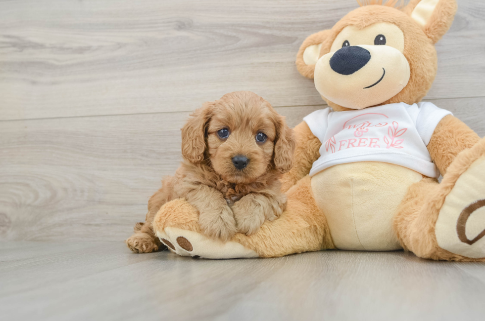 6 week old Cavapoo Puppy For Sale - Florida Fur Babies