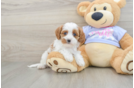 Cavapoo Pup Being Cute
