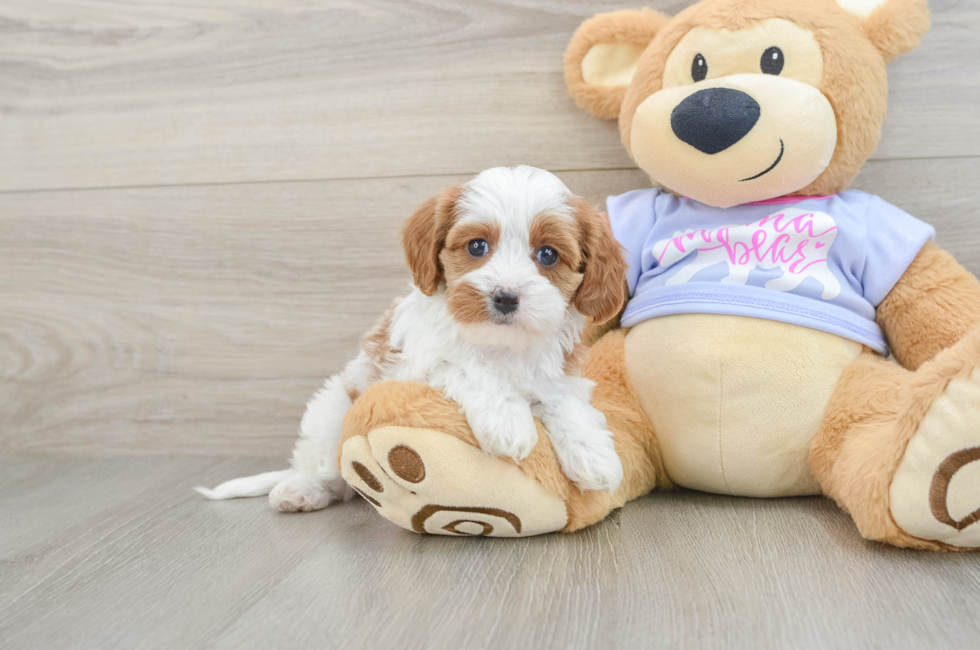5 week old Cavapoo Puppy For Sale - Florida Fur Babies