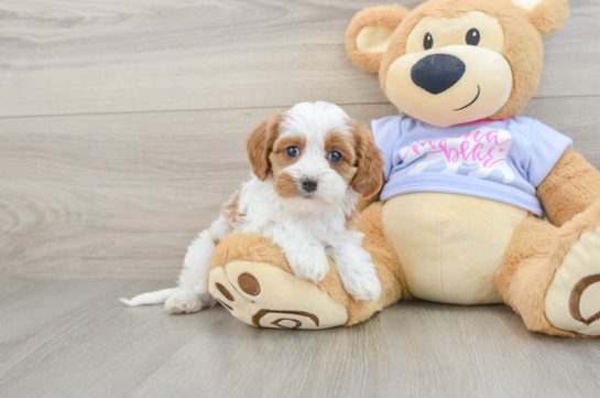 Cavapoo Pup Being Cute