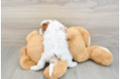 Cavapoo Pup Being Cute