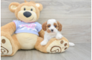 Hypoallergenic Cavadoodle Poodle Mix Puppy