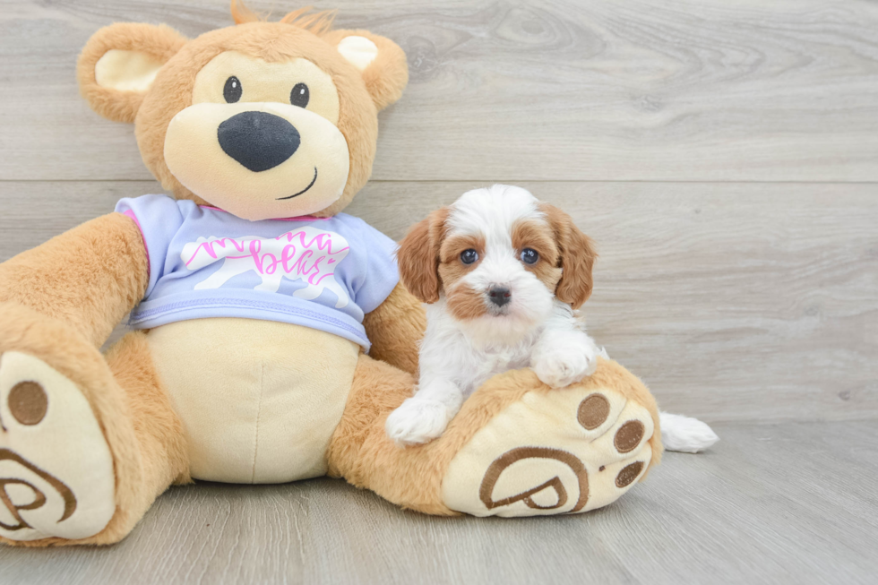 Hypoallergenic Cavadoodle Poodle Mix Puppy
