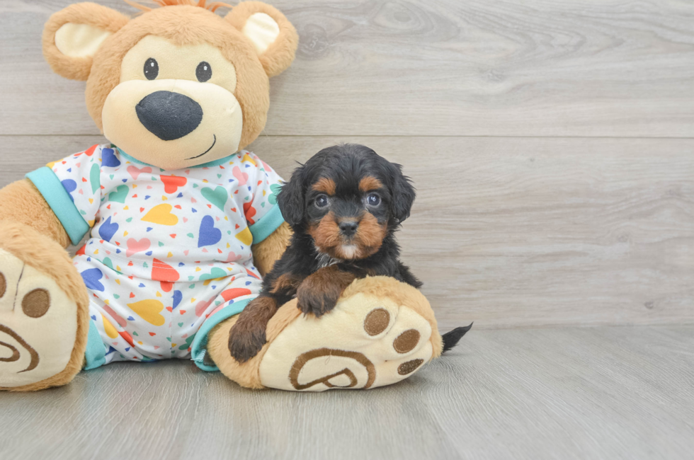 6 week old Cavapoo Puppy For Sale - Florida Fur Babies