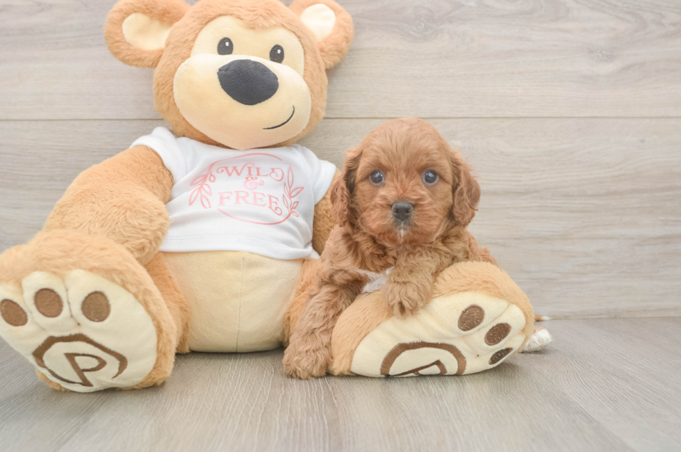 5 week old Cavapoo Puppy For Sale - Florida Fur Babies