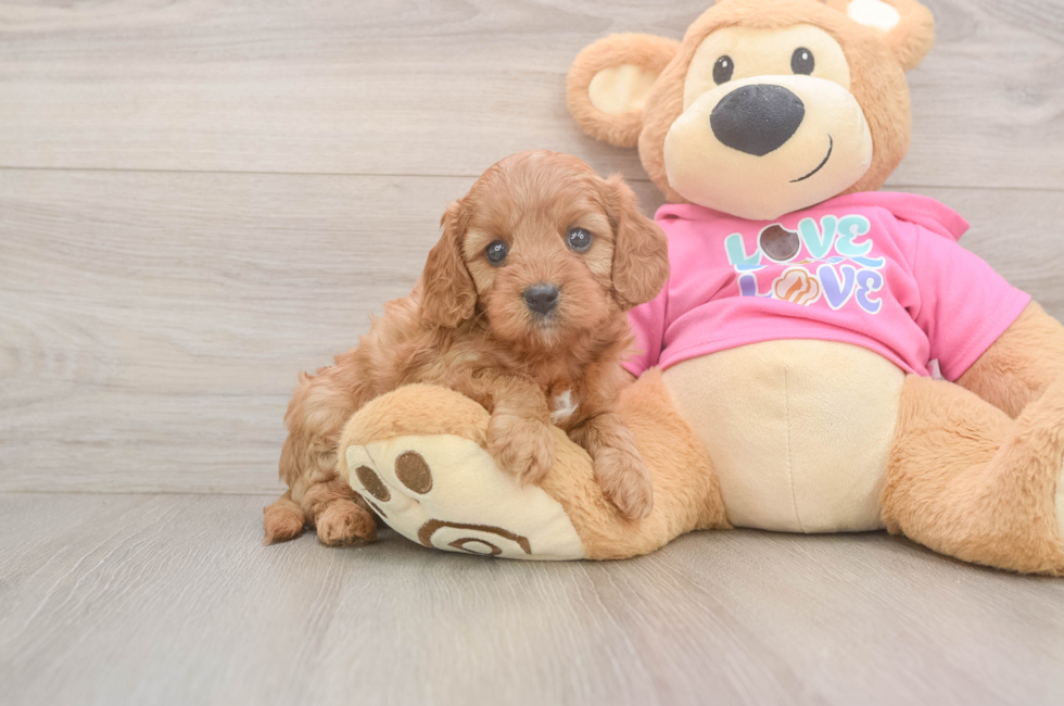 5 week old Cavapoo Puppy For Sale - Florida Fur Babies