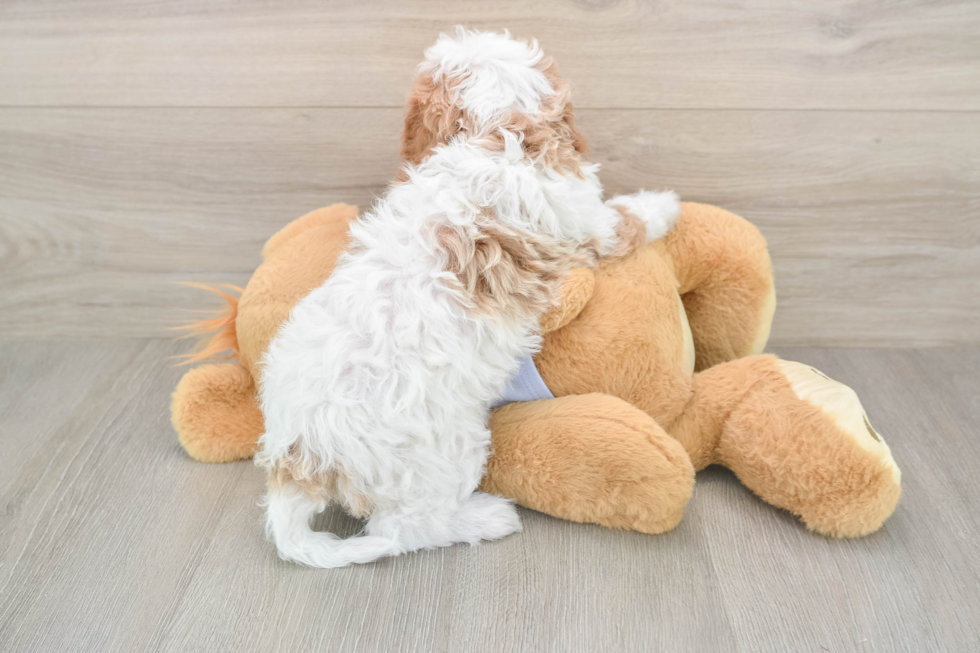 Adorable Cavalier King Charles Spaniel and Poodle Mix Poodle Mix Puppy
