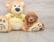 8 week old Cavapoo Puppy For Sale - Florida Fur Babies