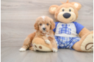 Cavapoo Puppy for Adoption