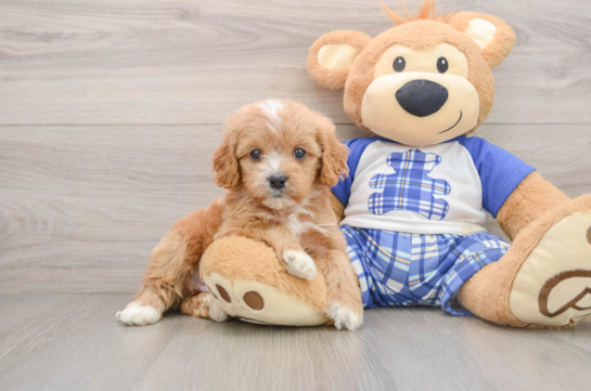 Cavapoo Puppy for Adoption