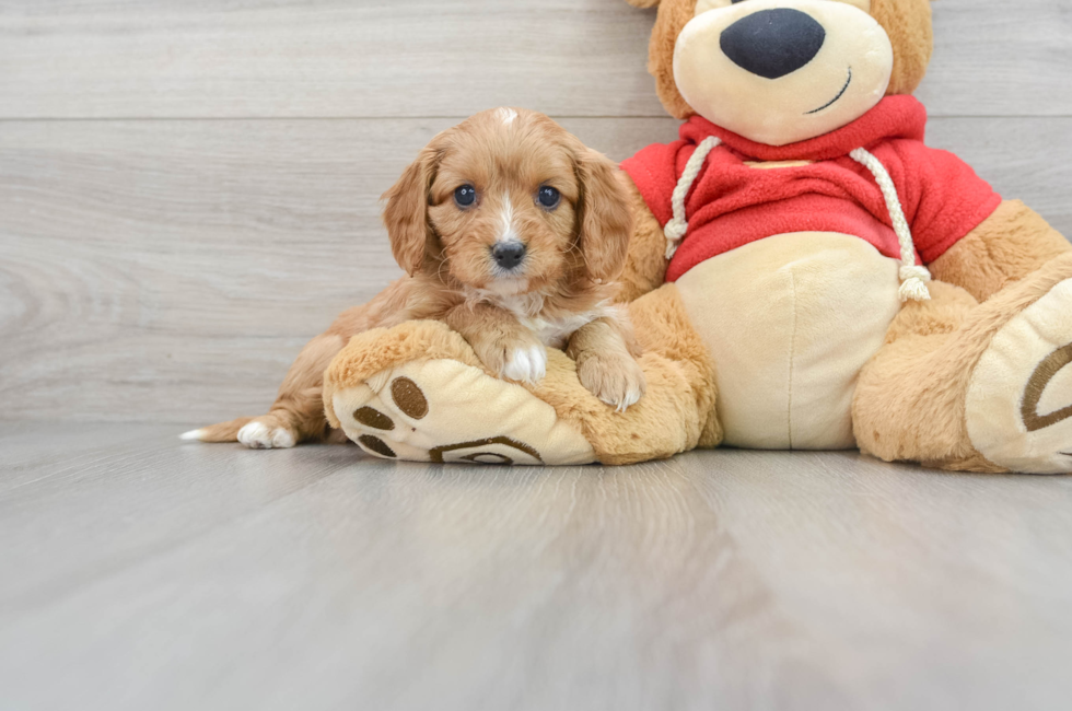 6 week old Cavapoo Puppy For Sale - Florida Fur Babies
