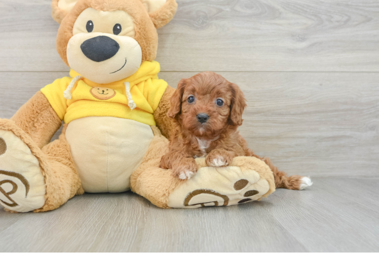 Best Cavapoo Baby