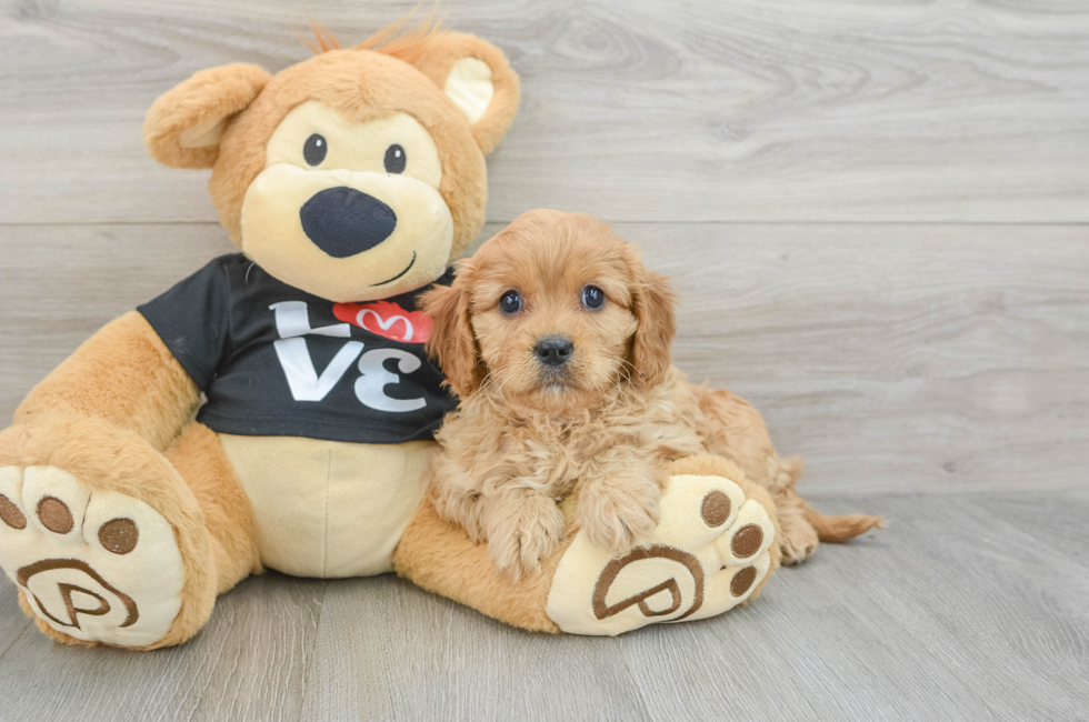 7 week old Cavapoo Puppy For Sale - Florida Fur Babies