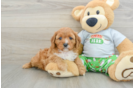 Cavapoo Puppy for Adoption