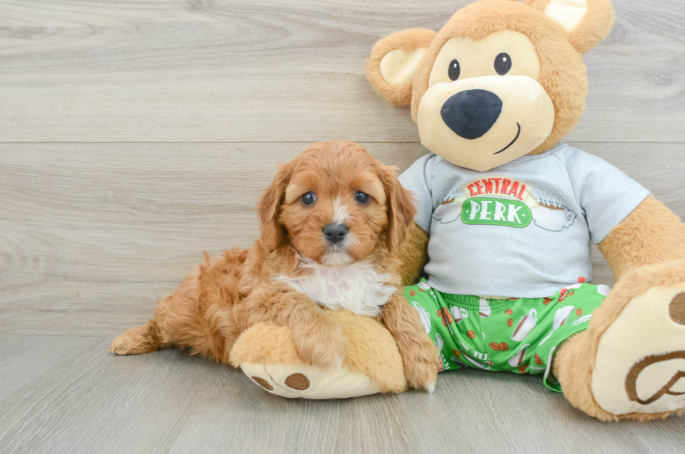 5 week old Cavapoo Puppy For Sale - Florida Fur Babies