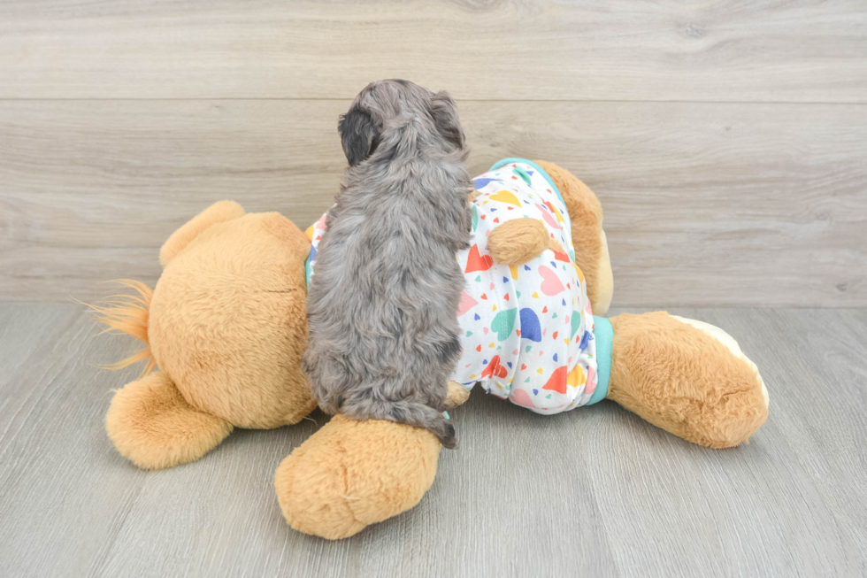 Sweet Cavapoo Baby