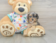 8 week old Cavapoo Puppy For Sale - Florida Fur Babies