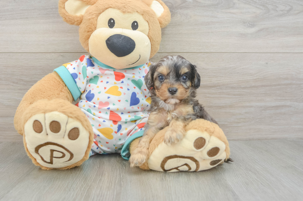 5 week old Cavapoo Puppy For Sale - Florida Fur Babies