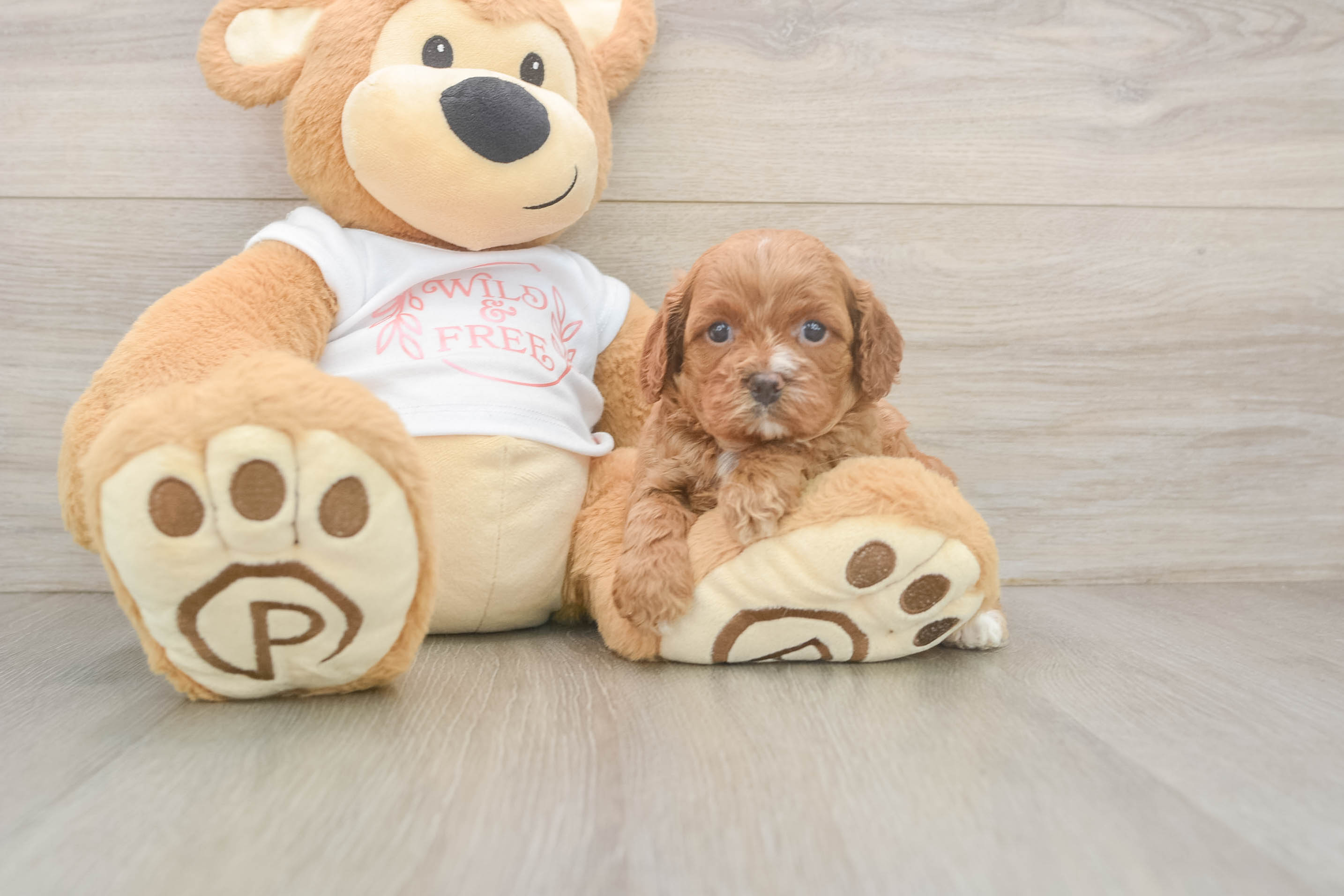 Sweet Cavapoo Baby